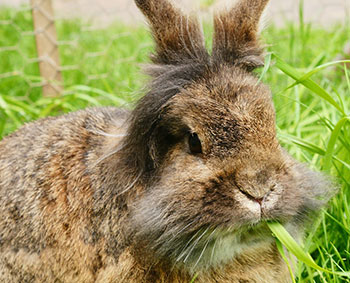 Laine à teindre Mohair angora - Lapin angora - Artigina